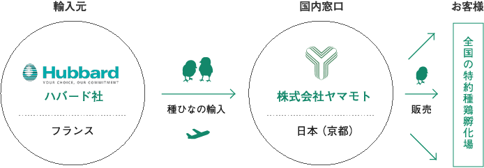 輸入元から種ひなを輸入→株式会社ヤマモトが国内窓口→お客様へ