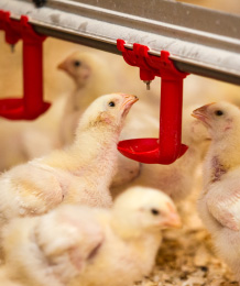 写真：養鶏場内の雛鳥