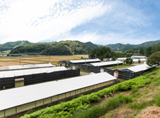 写真：ヤマモト園部種鶏場外観