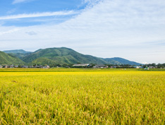 写真：卵を運んでいる様子