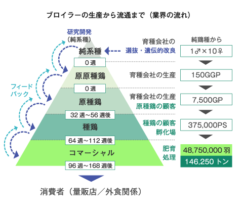 図：ブロイラーの生産から流通までの流れ