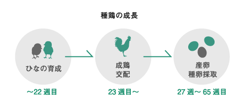 図：種鶏の成長の流れ