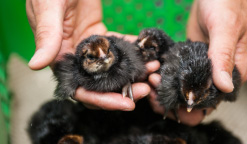 写真：手の平に乗ってる3羽の雛鳥