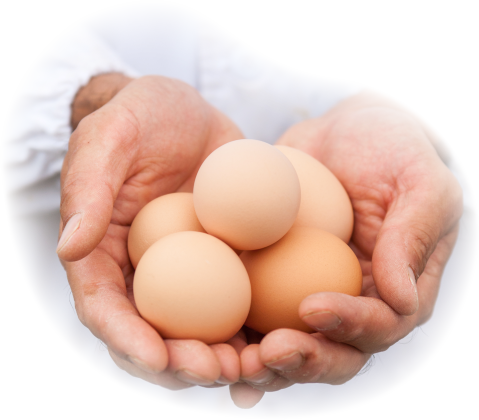 写真：手のひらにのせた卵