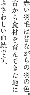 赤い羽毛は昔ながらの羽の色。古から食材を育んできた地にふさわしい血統です。