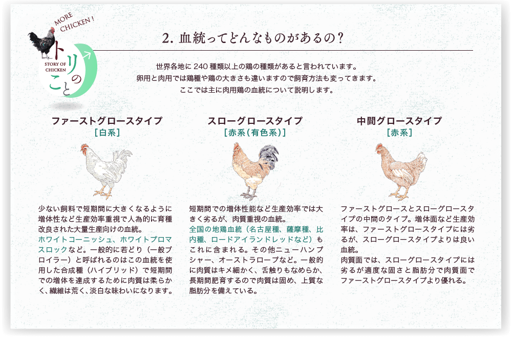 説明図：鶏の血統にはどんなものがあるの？