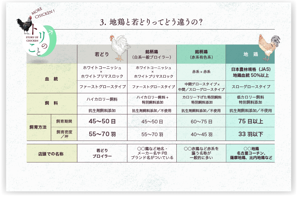 説明図：地鶏と若鶏ってどう違うの？