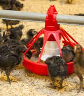 写真：餌を入れておく設備から餌を食べている雛鳥