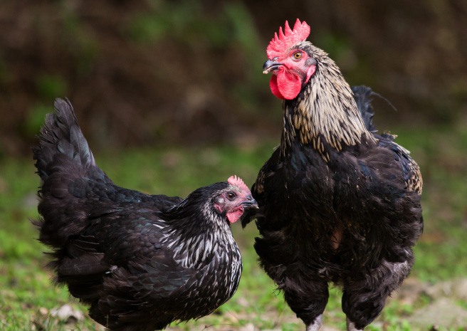 写真：地鶏 丹波黒どりの雄鶏と雌鶏