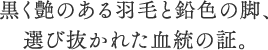 黒く艶のある羽毛と鉛色の脚、選び抜かれた血統の証。