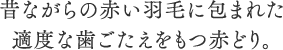 昔ながらの赤い羽毛に包まれた適度な歯ごたえをもつ赤どり。